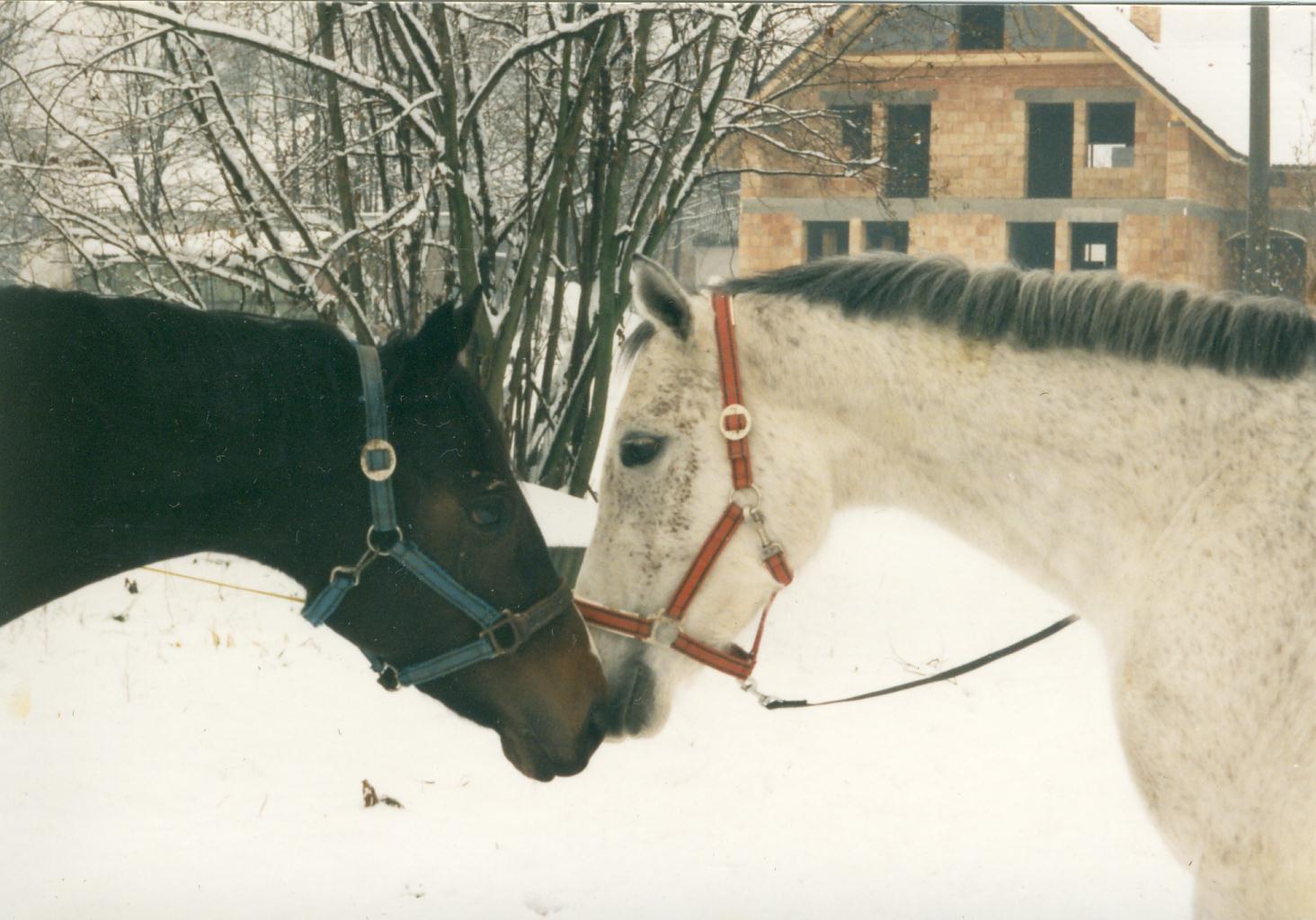 Scan10409