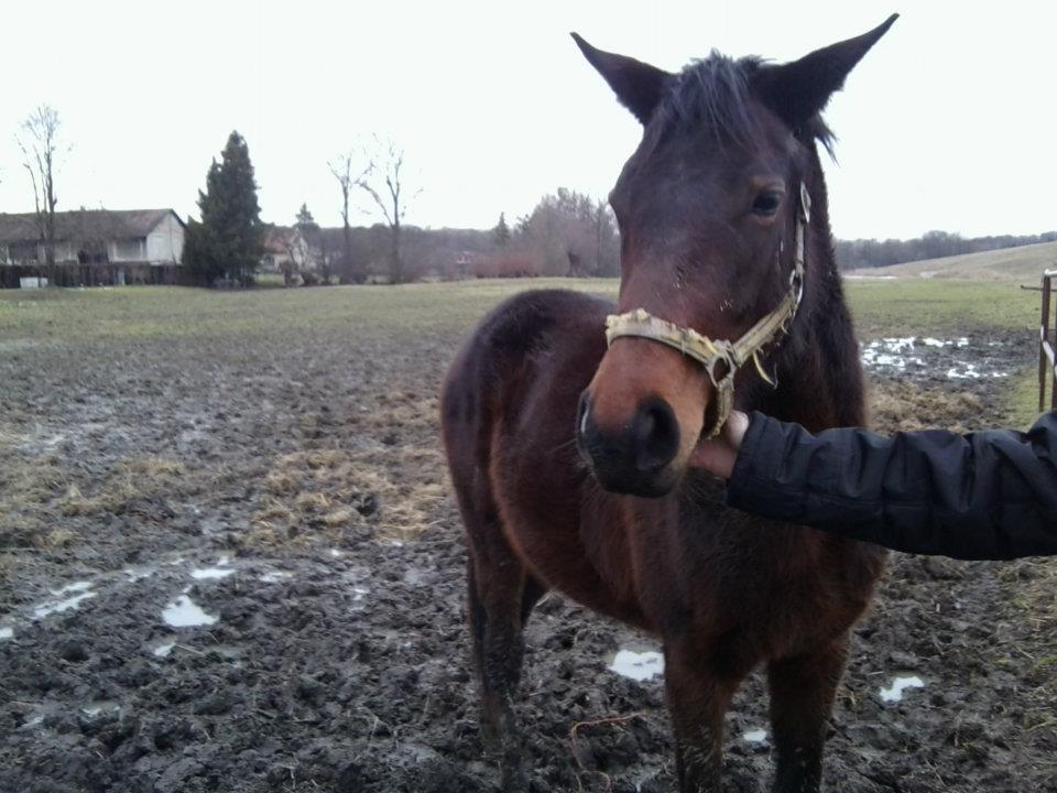 Shakira v ohradě